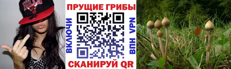 Галлюциногенные грибы Psilocybine cubensis Лермонтов